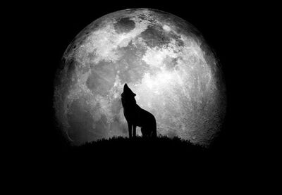 abbaiare alla luna