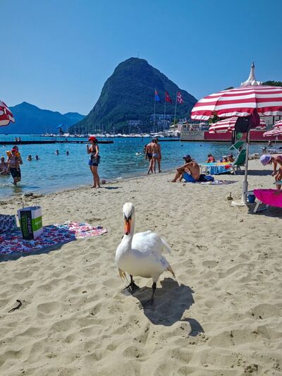 Lido Lugano Together In Switzerland1 768x1024
