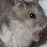 hampter