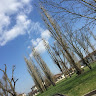 ash_k