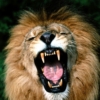 Lion956