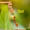 Sid Mayer