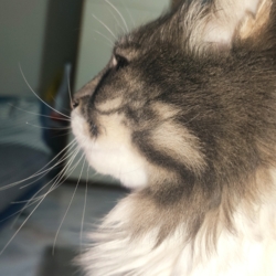 Loona