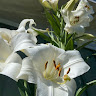 lily8590