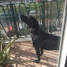 nicolo_mazzeo